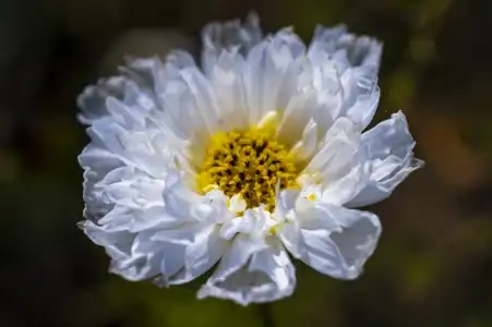 Fleur blanche "Cosmos Double Click"