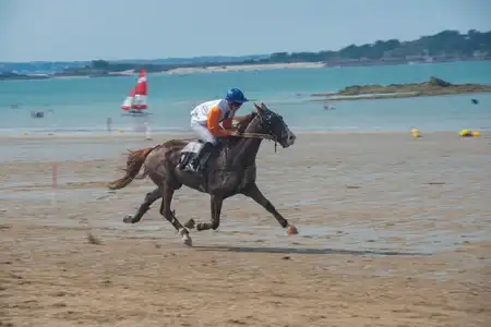 Cheval de course sur la plage de Lancieux