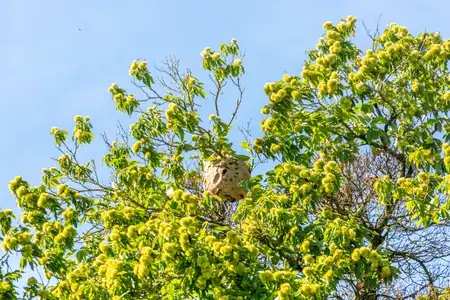 nid de frelon asiatique dans un arbre