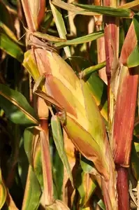 Epi de maïs à l'automne