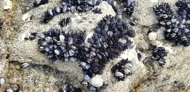 Moules en forme de coeur sur un rocher
