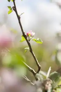 Une fleur de pommier au printemps
