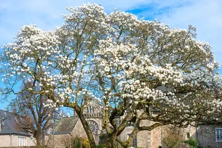 Arbre remarquable, le magnolia de Dinan