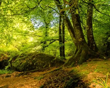 forêt de Huelgoat où les légendes celtes imprègnent cet endroit