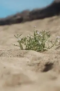 Plante dans les dunes
