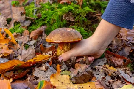 cueillette de champignon avec une main