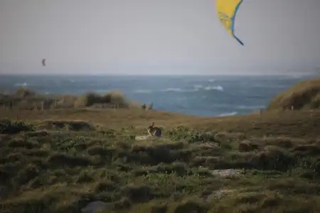 Lapin dans les dunes en Bretagne