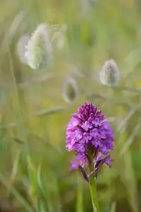 Orchis pyramidal, type d'orchidée sauvage
