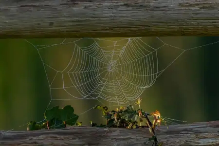 toile d'araignée