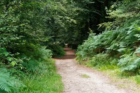 chemin dans la forêt de Huelgoat
