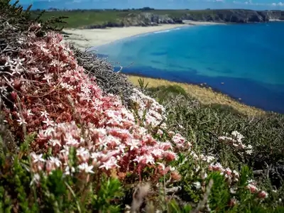 Fleurs de littoral breton, Presqu'île de Crozon