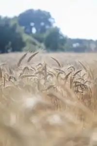 Champ de blé l'été