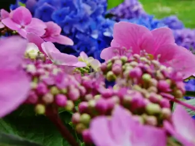 Hortensia rose et bleu