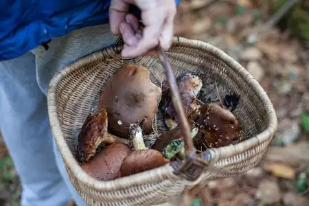 Panier de champignons à la saison d'Automne à combrit