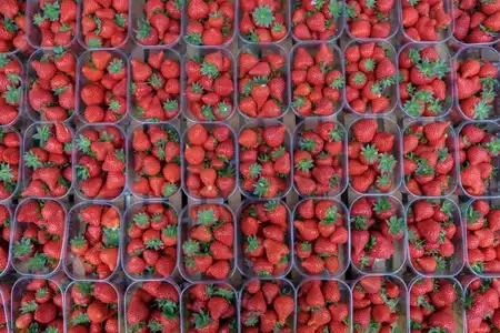 Barquettes de fraises alignées sur un étal du marché