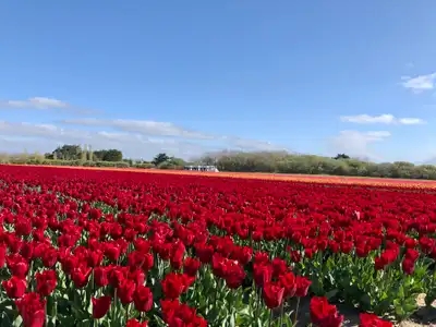 Tulipes rouges de Plomeur