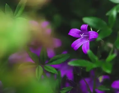 Fleur Violette Printemps