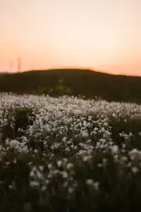 Parterre de fleurs blanches dans la dune au coucher du soleil