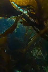 Au fond, sous les algues