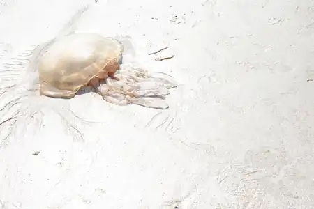 Méduse sur la plage