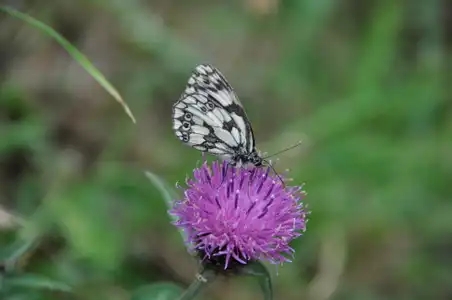 Papillon Demi-deuil sur une fleur de centaurée