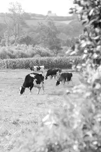Vaches broutant dans un champ en campagne