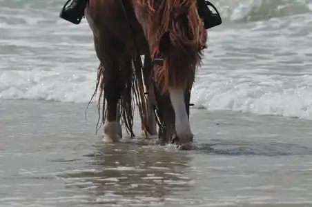 cheval breton jument alezane naseaux dans la mer