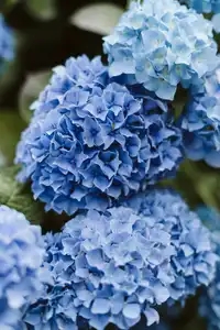Des fleurs d'hortensia bleues