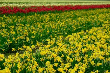 Série des champs de fleurs de plomeur - 1