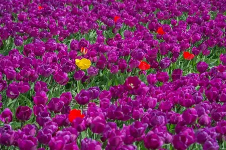 Champ de tulipes violettes