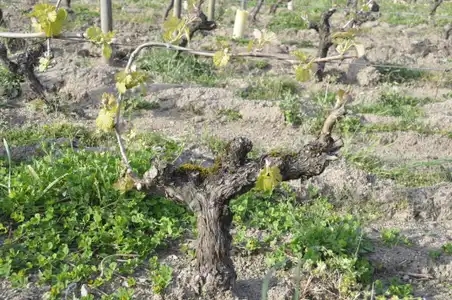 Vigne cultivée en agriculture biologique