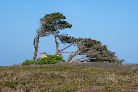 arbres courbés par le vent dans le finistère