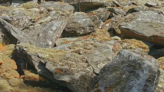 Mousses sur les pierres plates de la lande de Lanvaux.