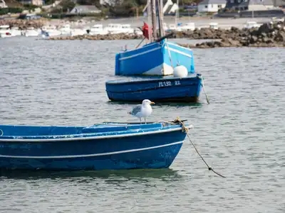 goéland sur une barque dans le petit port de Locquémeau