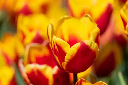Tulipes de la Torche
