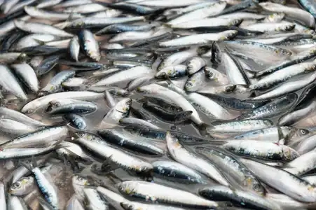 Rinçage de sardines dans une conserverie de poisson