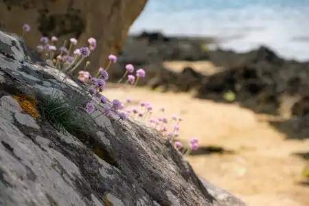 Gazon d'espagne sur un rocher près de la plage