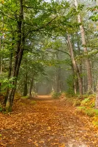 balade dans les bois à l'automne