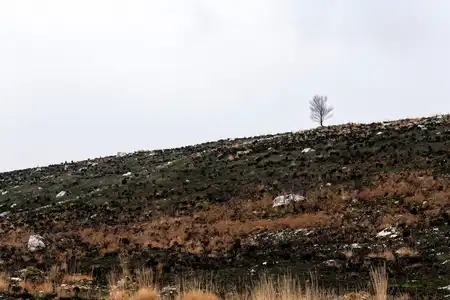 Monts d'arrée, végétation après les incendies