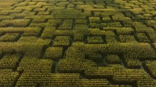 Labyrinthe végétal dans un champ de maïs