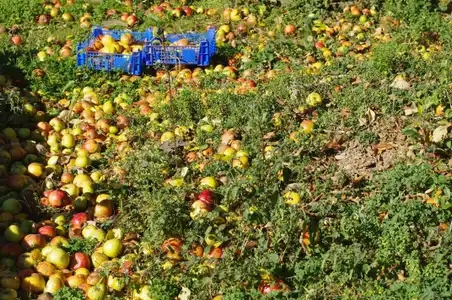 La récolte de pommes