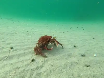 Araignée de mer sur le fond marin