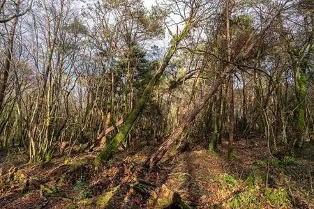 Forêt avec arbres déracinés passage tempête Ciaran