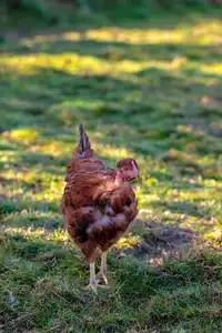 poulet fermier sur l'herbe