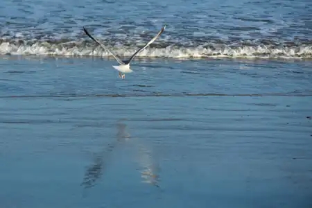 Brises-lame sur la plage du Sillon et goéland en vol