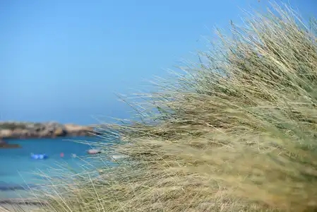 Cheveux d'ange sur la plage de Trégastel