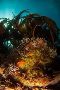 Photographie sous-marine - récif et laminaires.