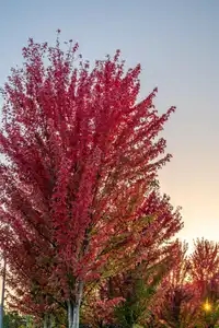 arbre aux feuilles rouges à l'automne