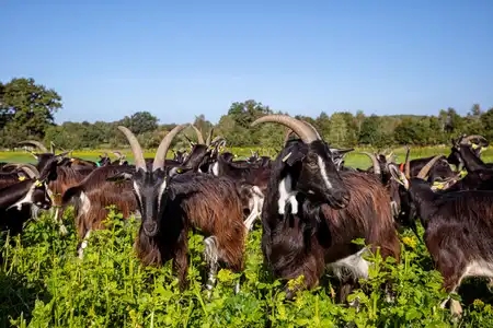 Chèvres au pâturage