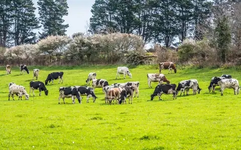 élevage bovin dans la campagne près de Pont-Croix